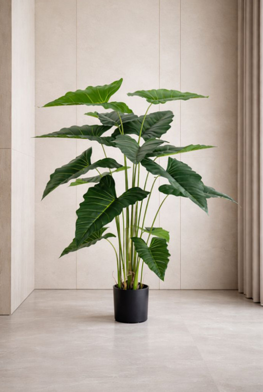 PLANTA ALOCASIA CHICA