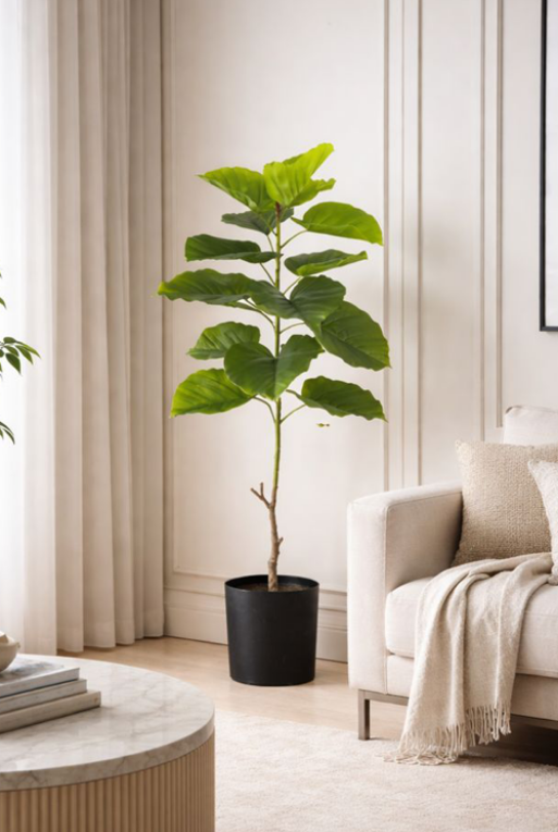 PLANTA FICUS GRANDE