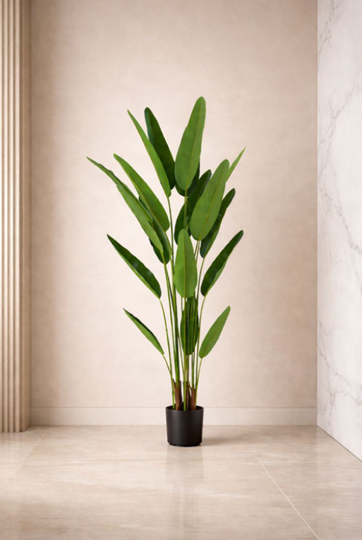 PLANTA STRELITZIA